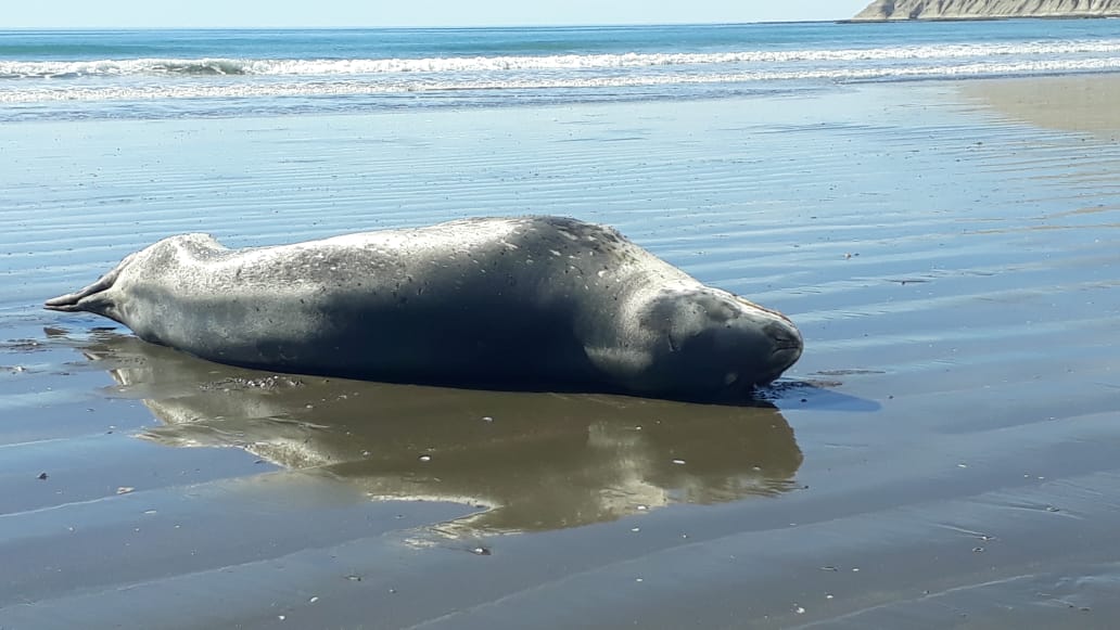 Desde Provincia piden precaución ante la presencia de ejemplares de foca leopardo en las costas