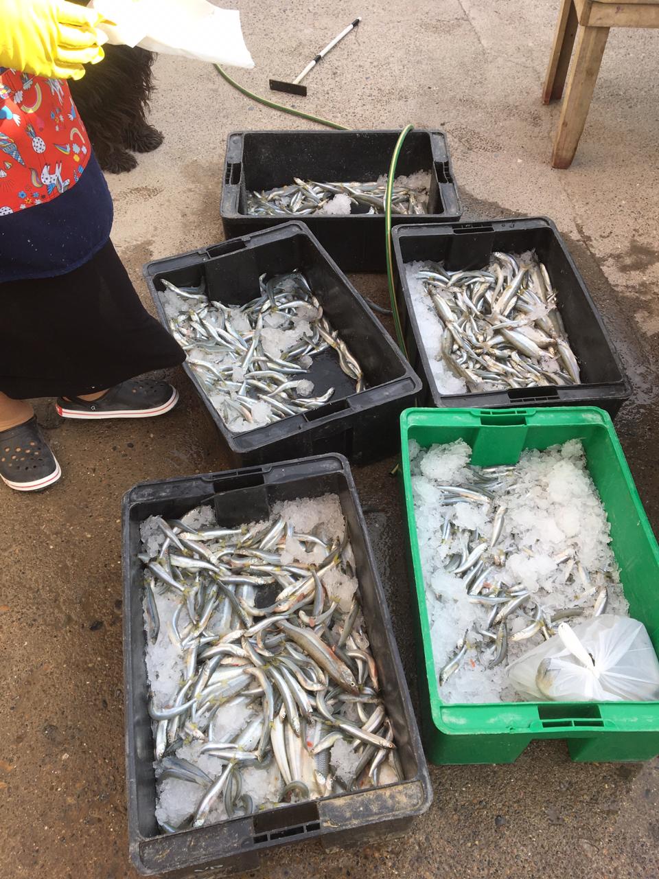 La Secretaría de Pesca donó pescado al Comedor del Corazón de Trelew