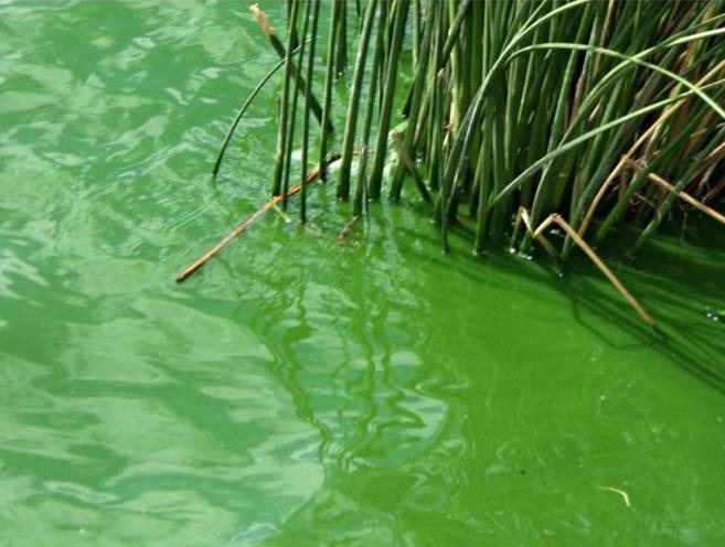 Confirman presencia de Cianobacterias tóxicas en la Laguna Chiquichano