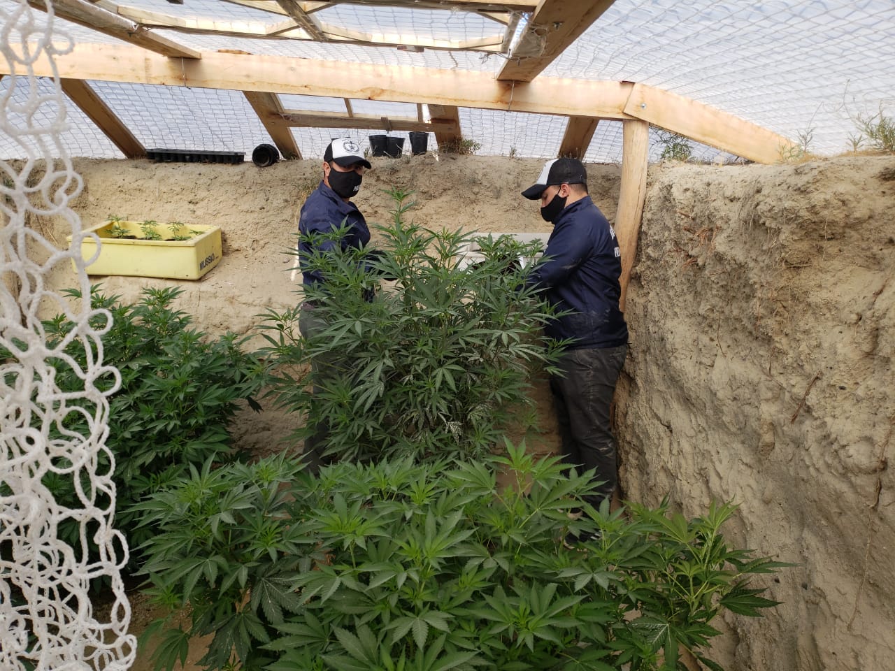 Desmantelaron una plantación de marihuana en un “búnker” subterráneo en Puerto Madryn