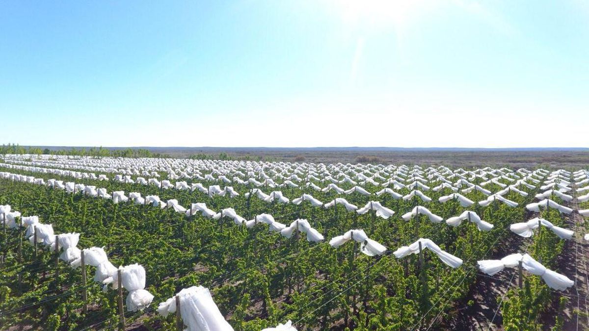 Los productores cereceros de Sarmiento perdieron entre el 70 y el 100 por ciento de la cosecha y piden la Emergencia Frutícola a nivel provincial y nacional