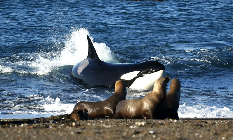 El 16 de marzo inicia la temporada de orcas en Península Valdés