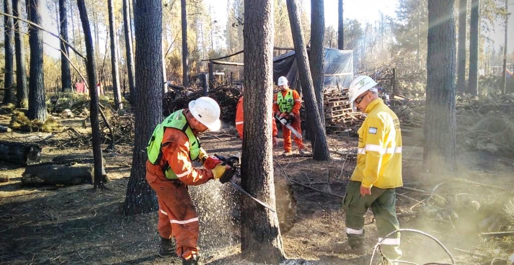 Cordillera: Defensa Civil trabaja en el relevamiento de árboles inestables a causa de los incendios