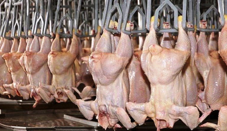Argentina reiniciará la exportación de carne aviar a la Unión Europea