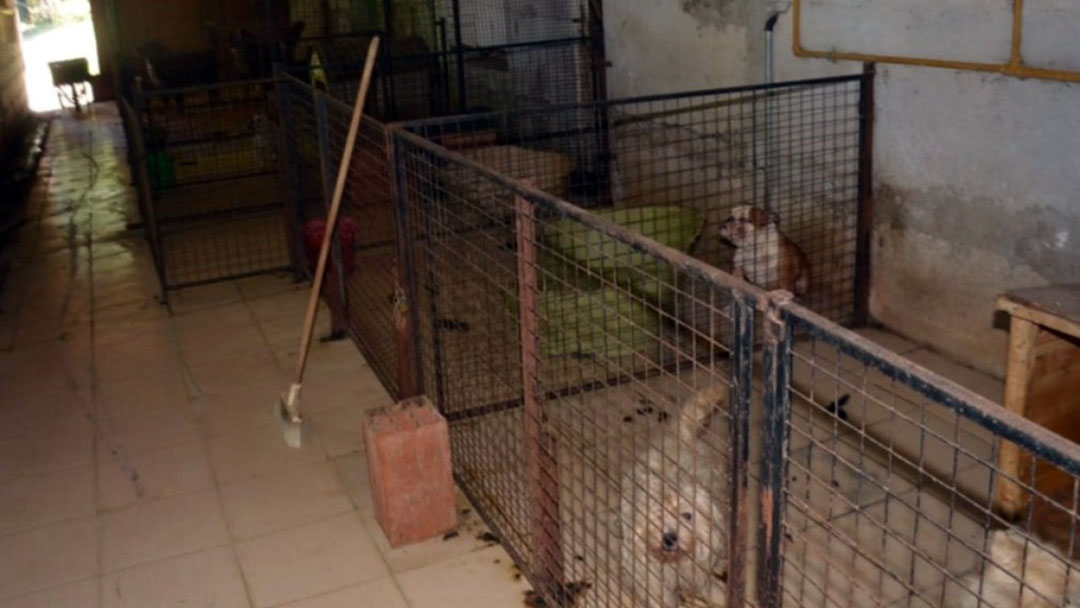 Pidieron inhabilitación para criar y vender animales a la mujer  denunciada por maltratar a perros