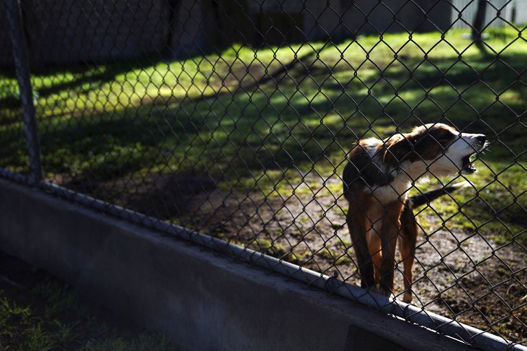 Día Internacional del Perro Callejero: 9 de cada 10 animales que nacen en la calle nunca encuentran hogar