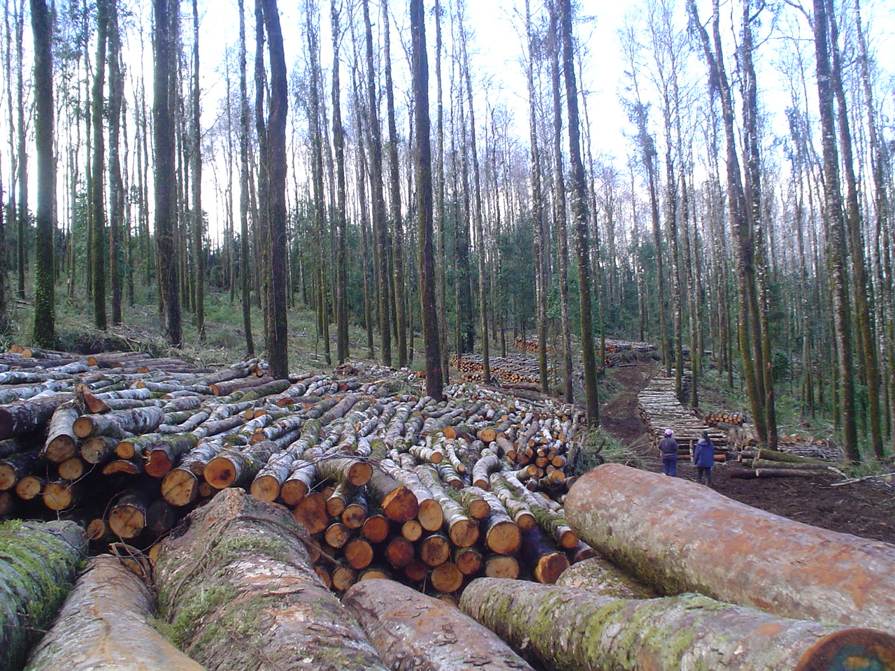 En el arcionismo están expectantes de un “avance rápido” de la denuncia por la tala irregular de bosque