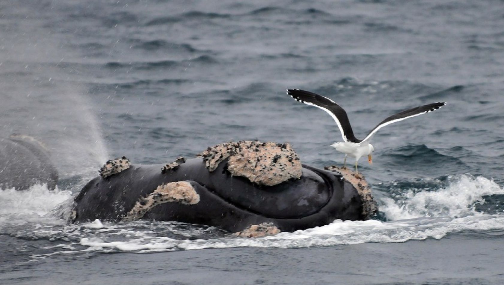 Preocupación por las ballenas en Chubut: Un estudio afirma que las gaviotas provocan “micropredación” y podría explicar el crecimiento de la tasa de mortalidad