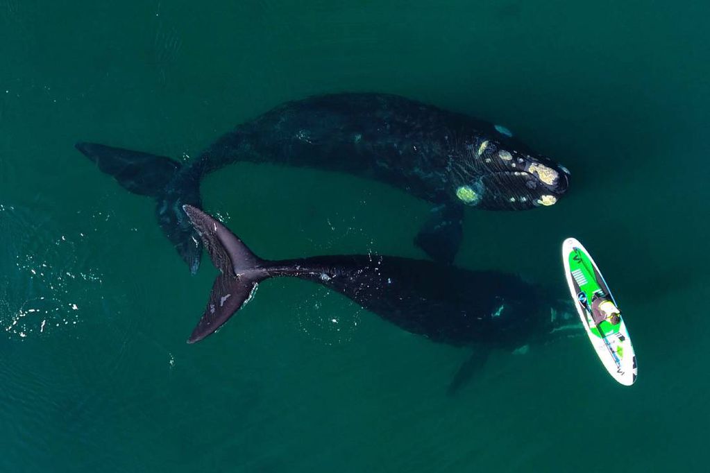 Arcioni agradeció a Maxi Jonas por la foto que se viralizó en todo el mundo y llamó a los turistas a disfrutar del espectáculo de las ballenas en Chubut