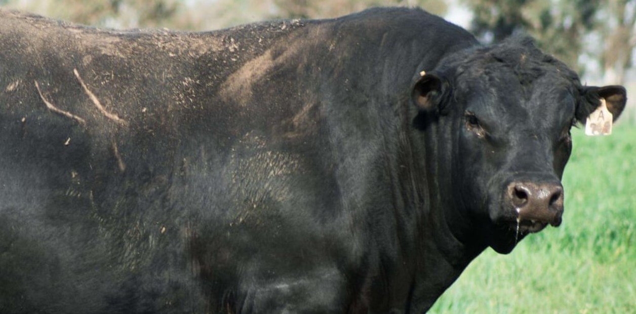 La Pampa: Pagaron casi cinco millones de pesos por un toro reproductor