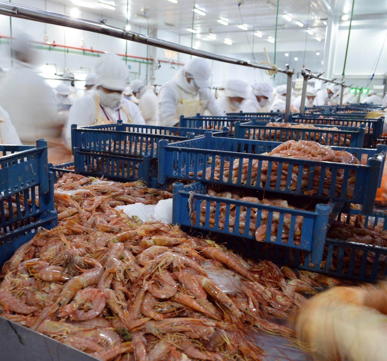 La reducción de los aranceles en los derechos de exportación del sector pesquero abre una oportunidad importante en Chubut para generar empleo genuino