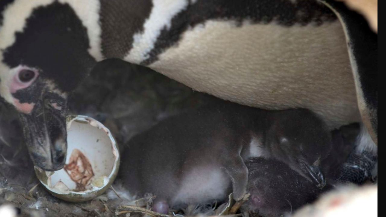 Científicos realizarán un informe técnico para evaluar los daños en la matanza de pingüinos en Chubut
