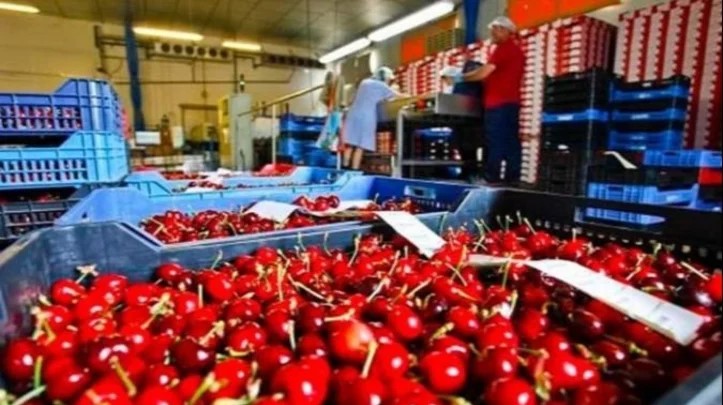 Chubut proyecta una producción de cerezas cercana a los 4 millones de kilos para este año