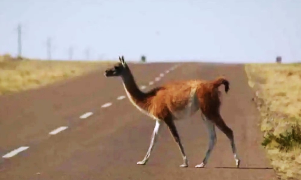 Recomiendan a automovilistas tener precaución por presencia de animales silvestres en las rutas de Chubut