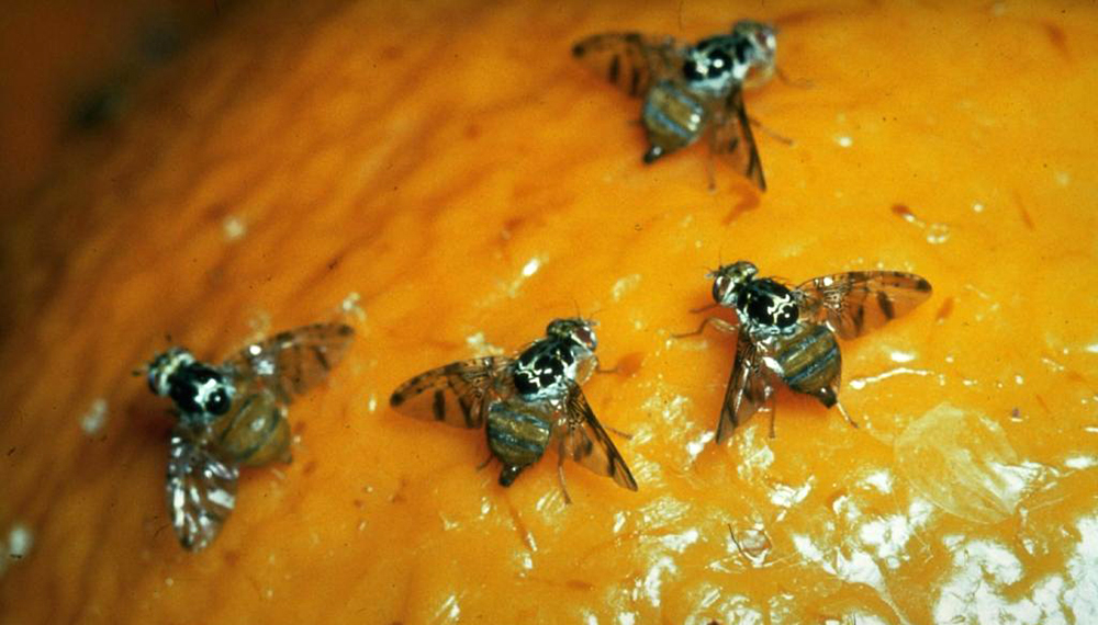 Alarma en Río Negro: Declararon la emergencia fitosanitaria en Cipolletti por la plaga de la mosca que ataca a la producción de frutas