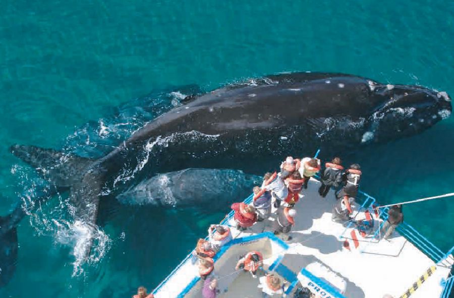En una semana se inaugura la temporada de ballenas en Chubut y en Puerto Madryn estiman que habrá una ocupación promedio de camas del 70%