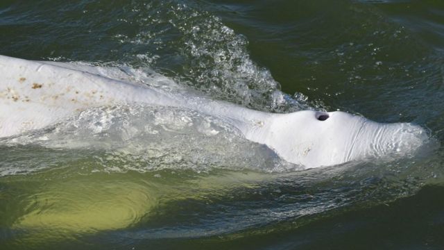 En Francia evalúan trasladar al mar a una ballena perdida en el río Sena para “salvar su vida”