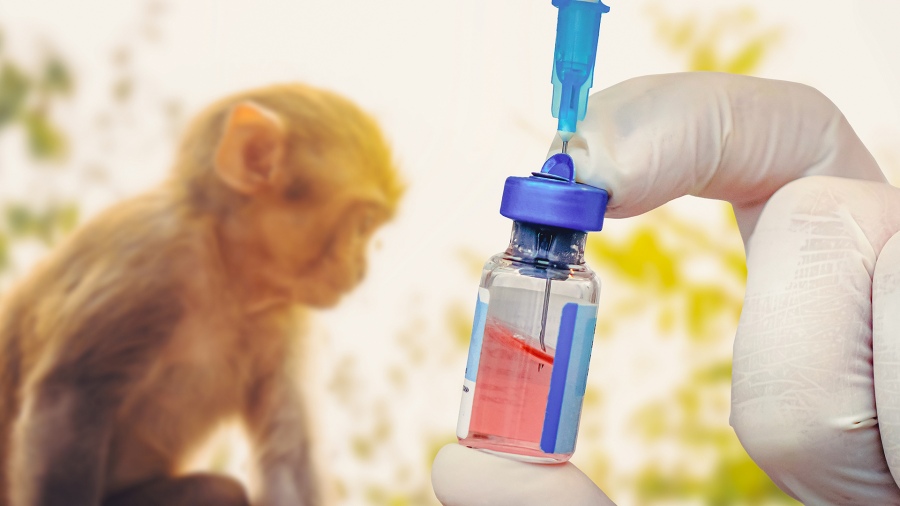 Viruela del mono: Inician en EEUU ensayos clínicos de una vacuna