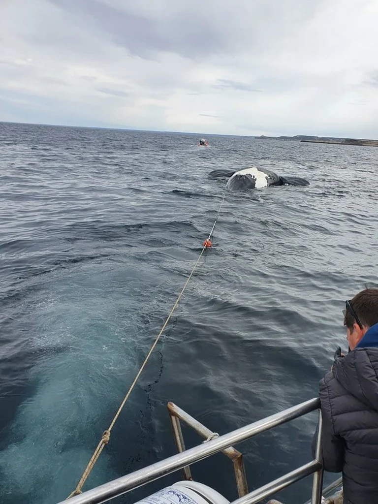 En las últimas horas apareció otra ballena muerta en Península Valdés y ya son siete los decesos de estos ejemplares