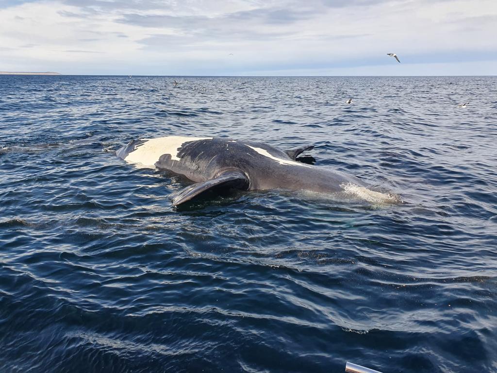 Provincia investiga la causa de muerte de ballenas en el Golfo Nuevo y espera resultados de muestras para confirmar o rechazar intoxicación por biotoxinas