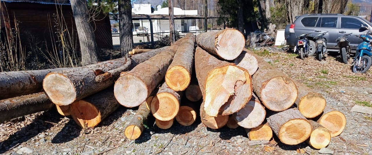 Lago Puelo: Provincia detectó una tala y el transporte ilegal de pino en Cerro Radal