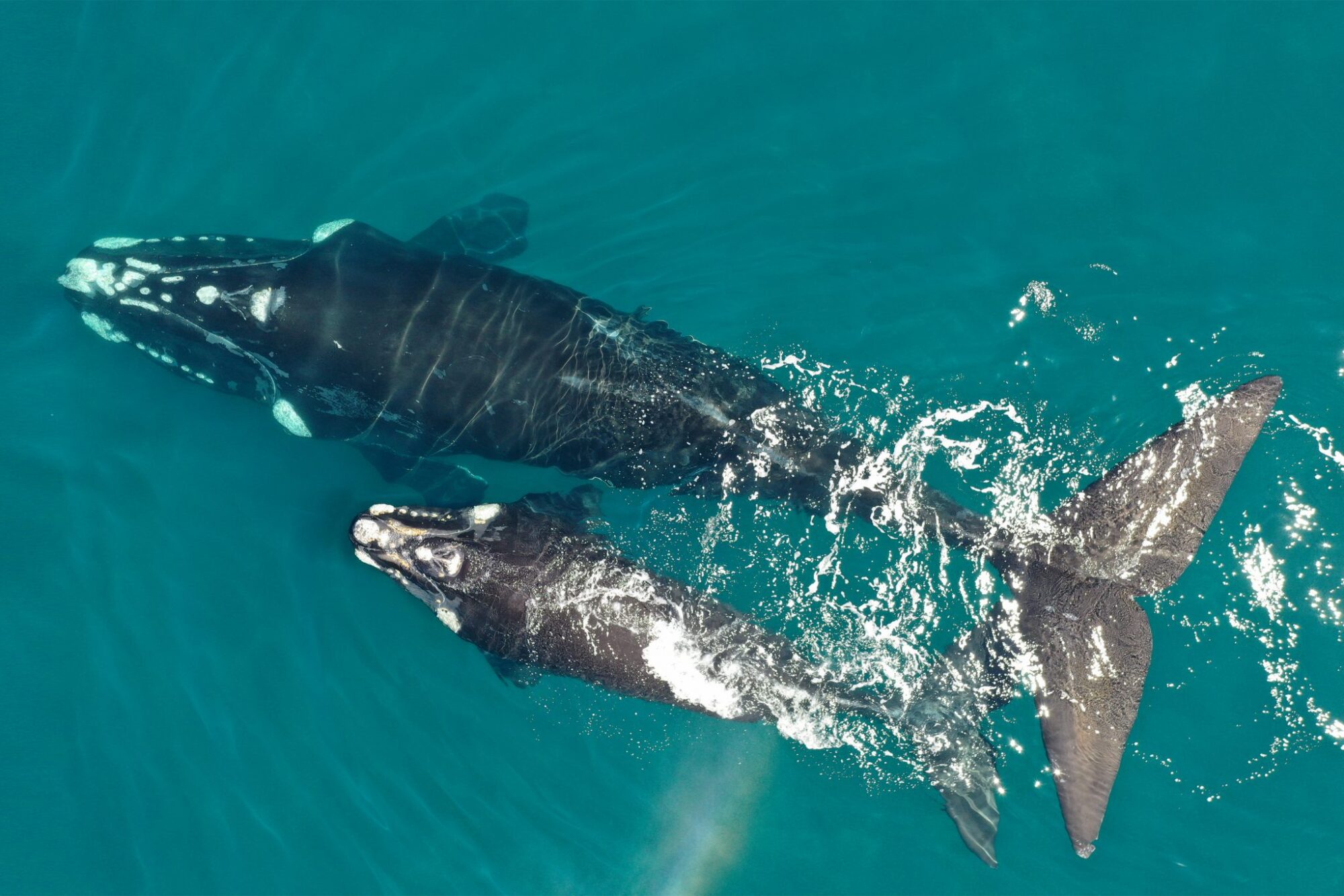 Científicos de Chubut comenzaron con la séptima edición del programa de monitoreo satelital de ballenas