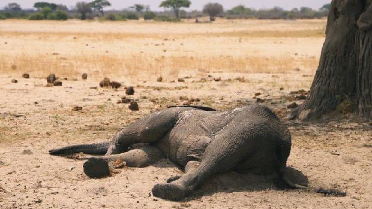 El impacto de la sequía en Kenia: Más de 200 elefantes, casi 400 cebras y 12 jirafas murieron este año