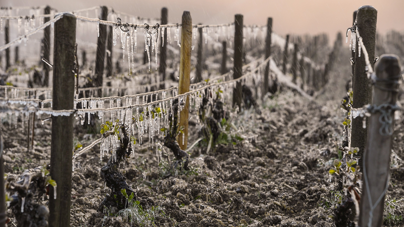 La última helada registrada de hasta cinco grados bajo cero afectó los viñedos de Río Negro