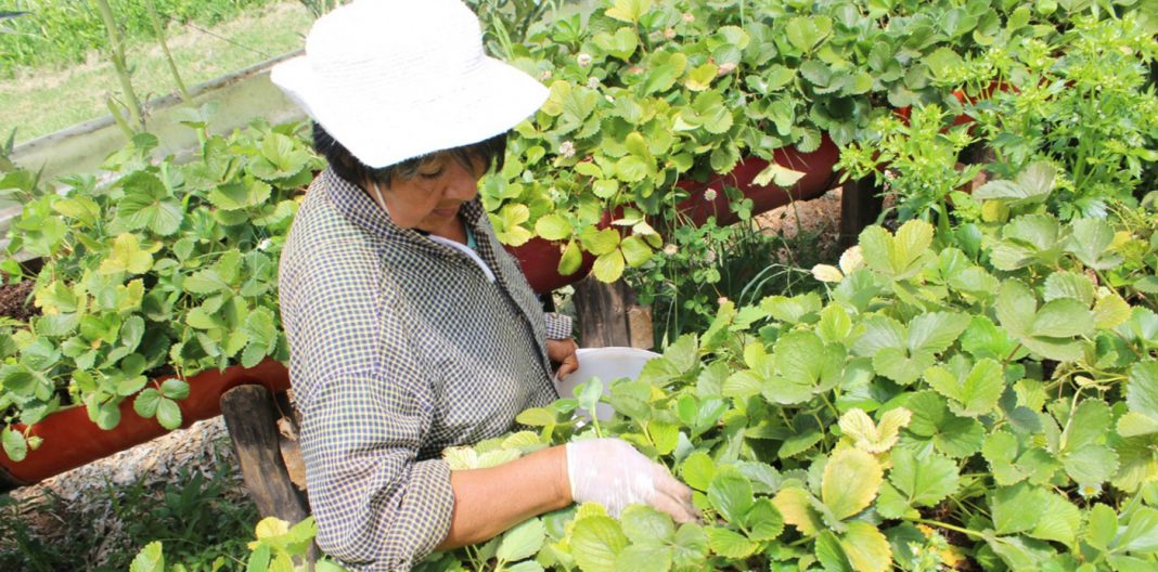 Neuquén: Lanzan nuevas líneas de crédito de hasta $ 500.000 para productores frutihortícolas con tasas del 17 al 24 por ciento