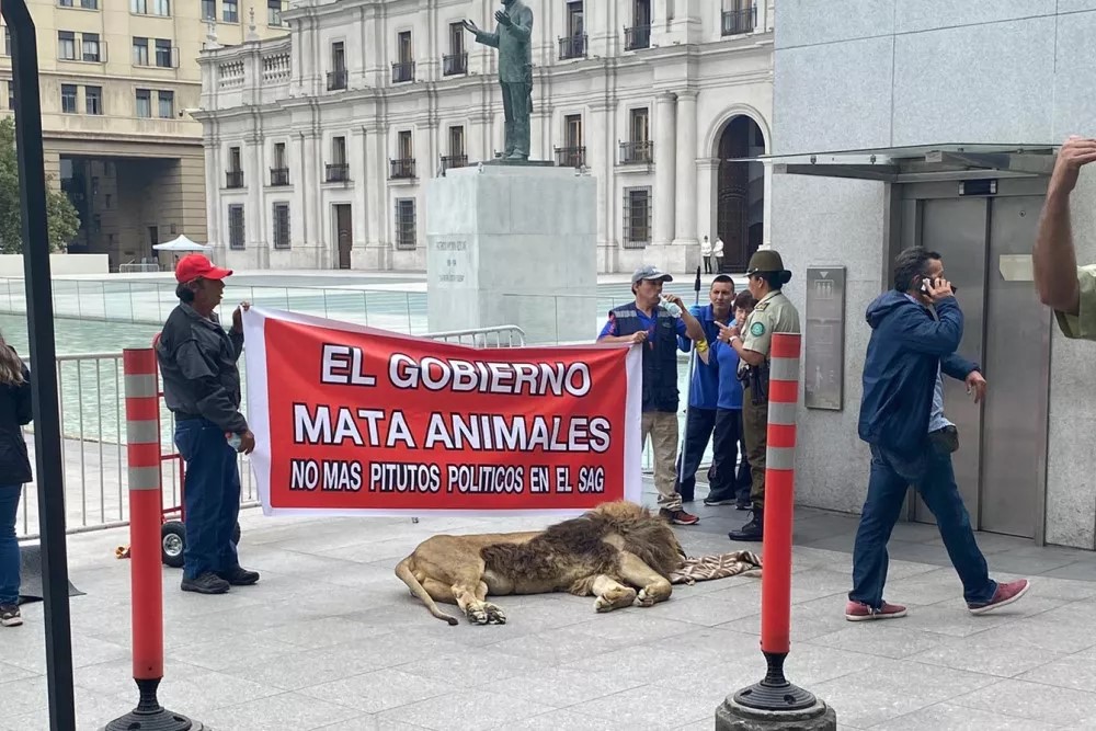 Dejaron un león muerto frente a la Casa de Gobierno de Chile en protesta por maltrato animal