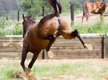 Un veterinario de Gaiman murió tras recibir una patada en el pecho de un caballo