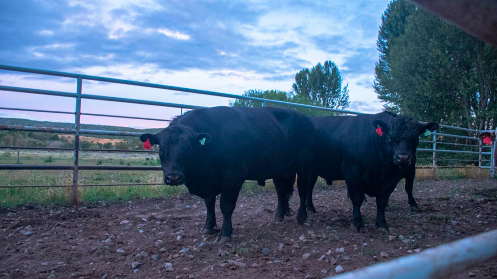Histórico: Una cabaña de Trevelin exportó por primera vez en la Argentina cuatro toros Angus y Hereford reproductores a Chile