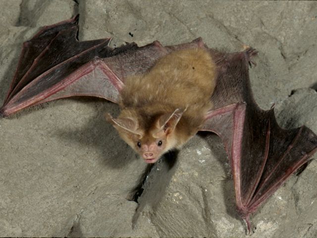 Por el caso de un murciélago con rabia, el Gobierno del Chubut difundió recomendaciones para prevenir y controlar la transmisión de la enfermedad