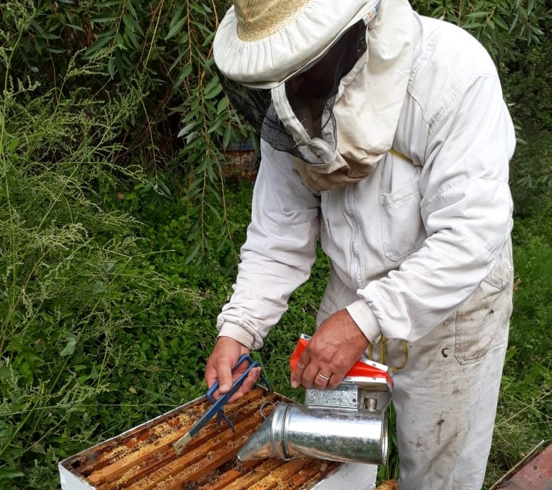 Productores apícolas deberán realizar en forma  obligatoria los controles en colmenas para detectar posible presencia de ácaros