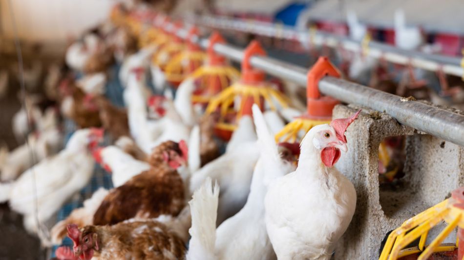 Gripe aviar: El Gobierno Nacional profundizó las medidas sanitarias de emergencia
